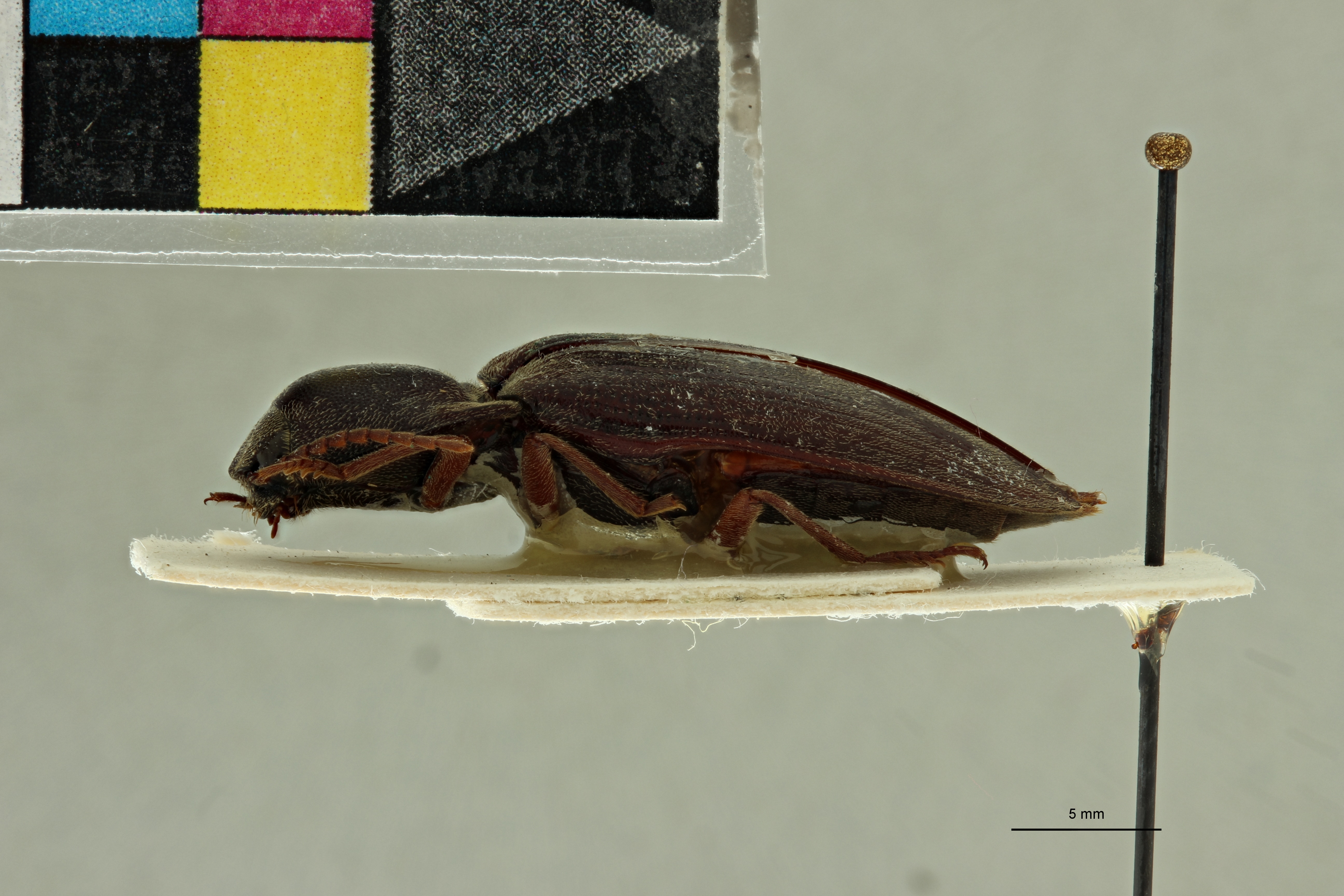 Propsephus itimbirensis F Lt L.jpg