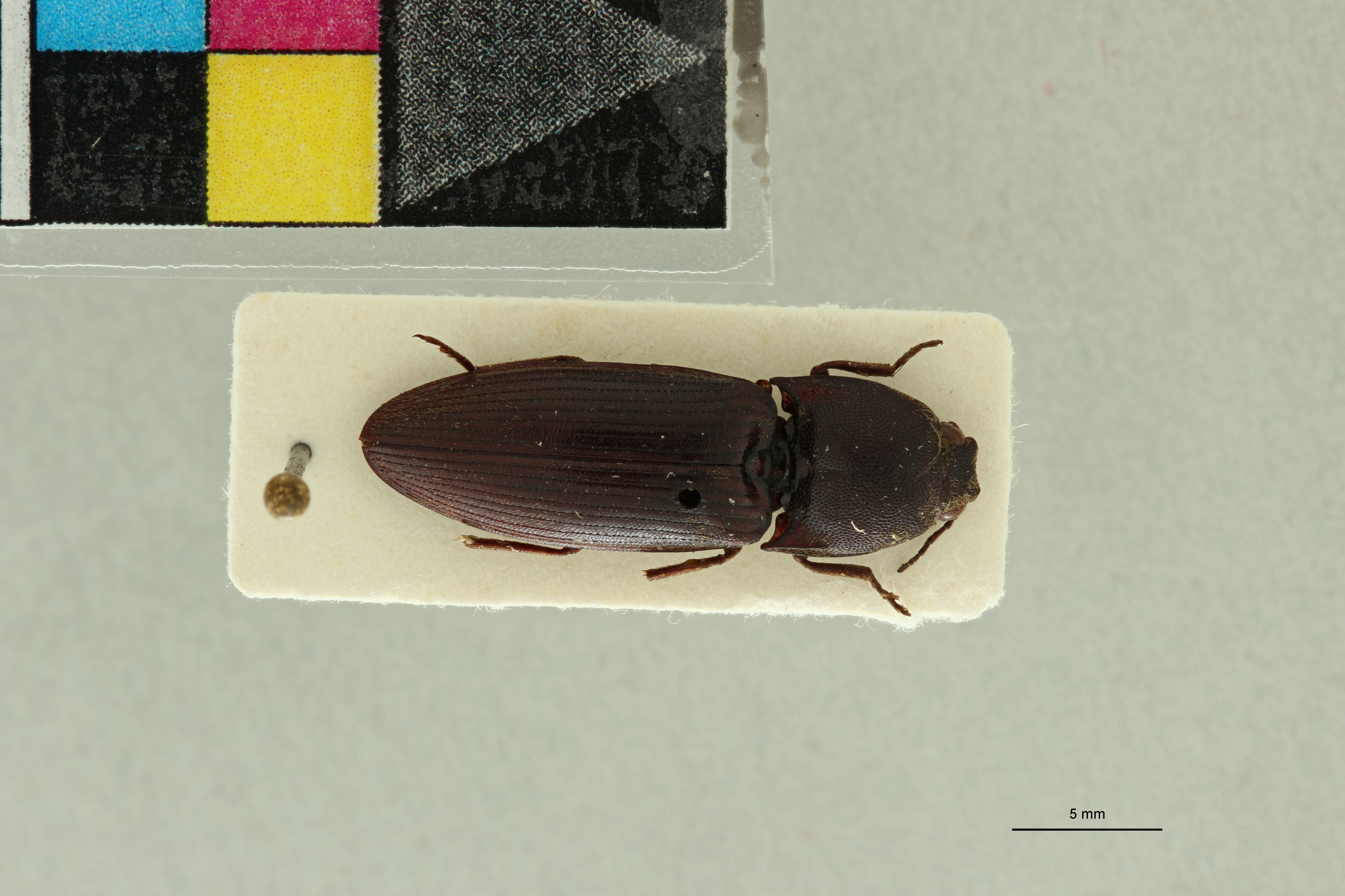 Propsephus niliacus F Lt D.jpg