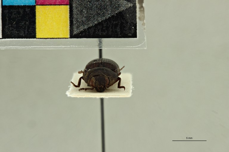 Propsephus niliacus F Lt F.jpg Propsephus niliacus F Lt F.jpg