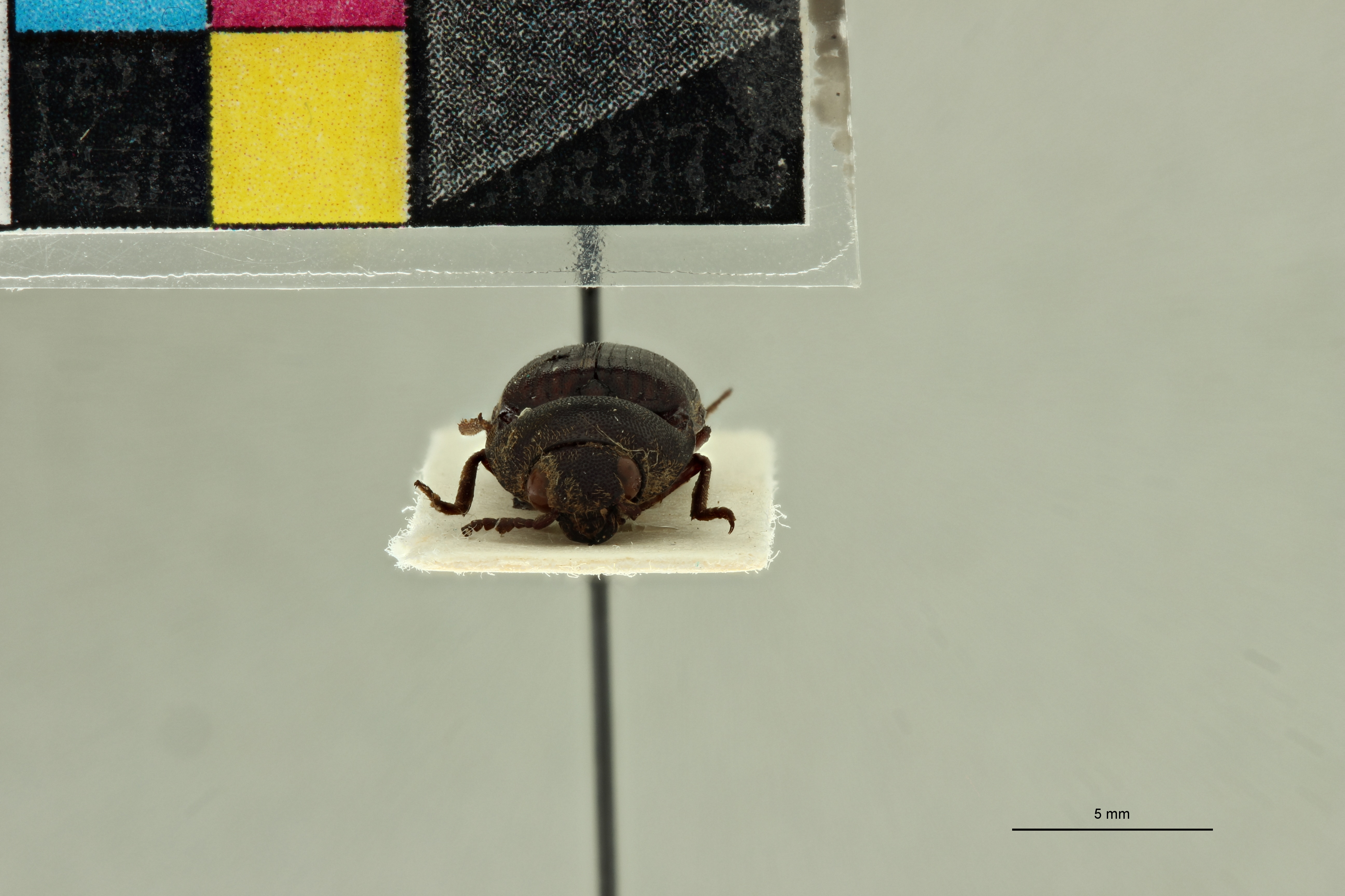 Propsephus niliacus F Lt F.jpg