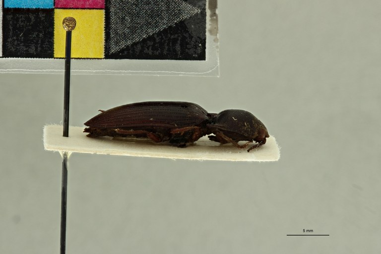 Propsephus niliacus F Lt L.jpg Propsephus niliacus F Lt L.jpg