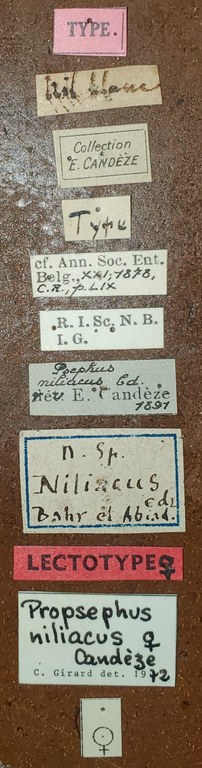 Propsephus niliacus F Lt Labels.jpg Propsephus niliacus F Lt Labels.jpg