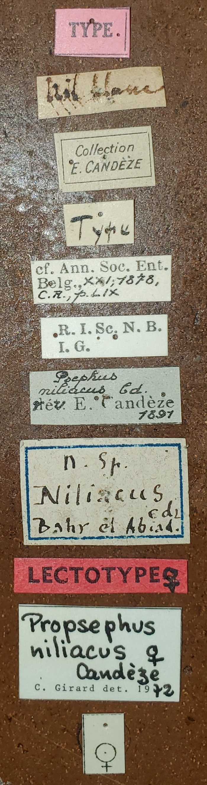 Propsephus niliacus F Lt Labels.jpg