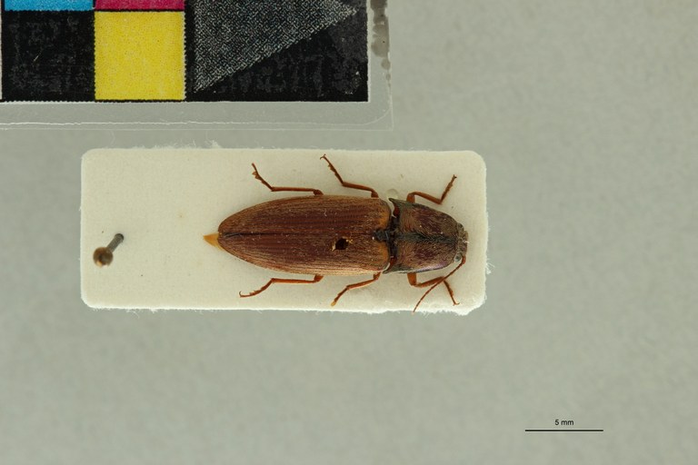 Propsephus oberthuri F Plt D.jpg Propsephus oberthuri F Plt D.jpg