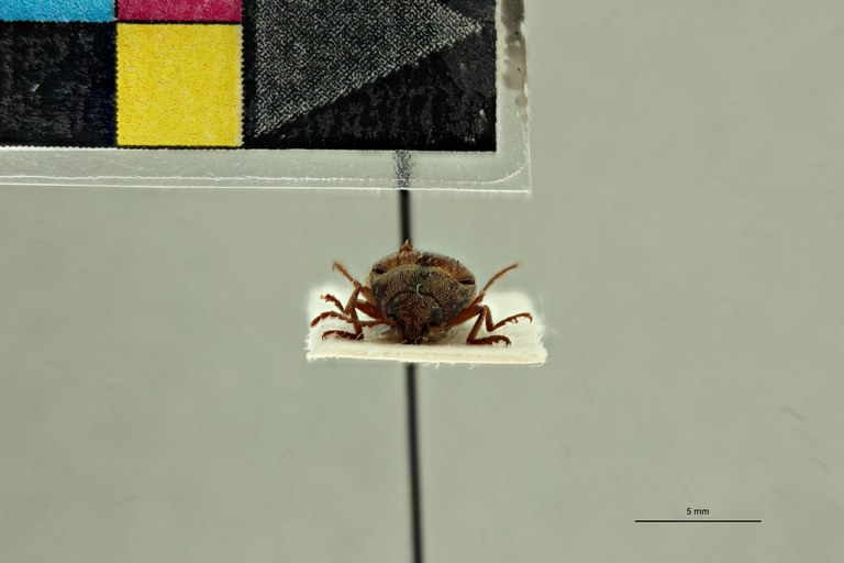 Propsephus oberthuri F Plt F.jpg Propsephus oberthuri F Plt F.jpg