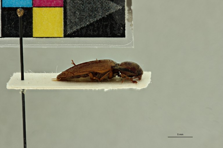 Propsephus oberthuri F Plt L.jpg Propsephus oberthuri F Plt L.jpg