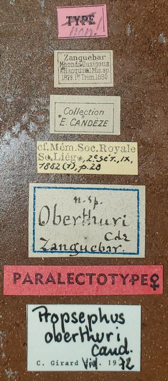 Propsephus oberthuri F Plt Labels.jpg Propsephus oberthuri F Plt Labels.jpg