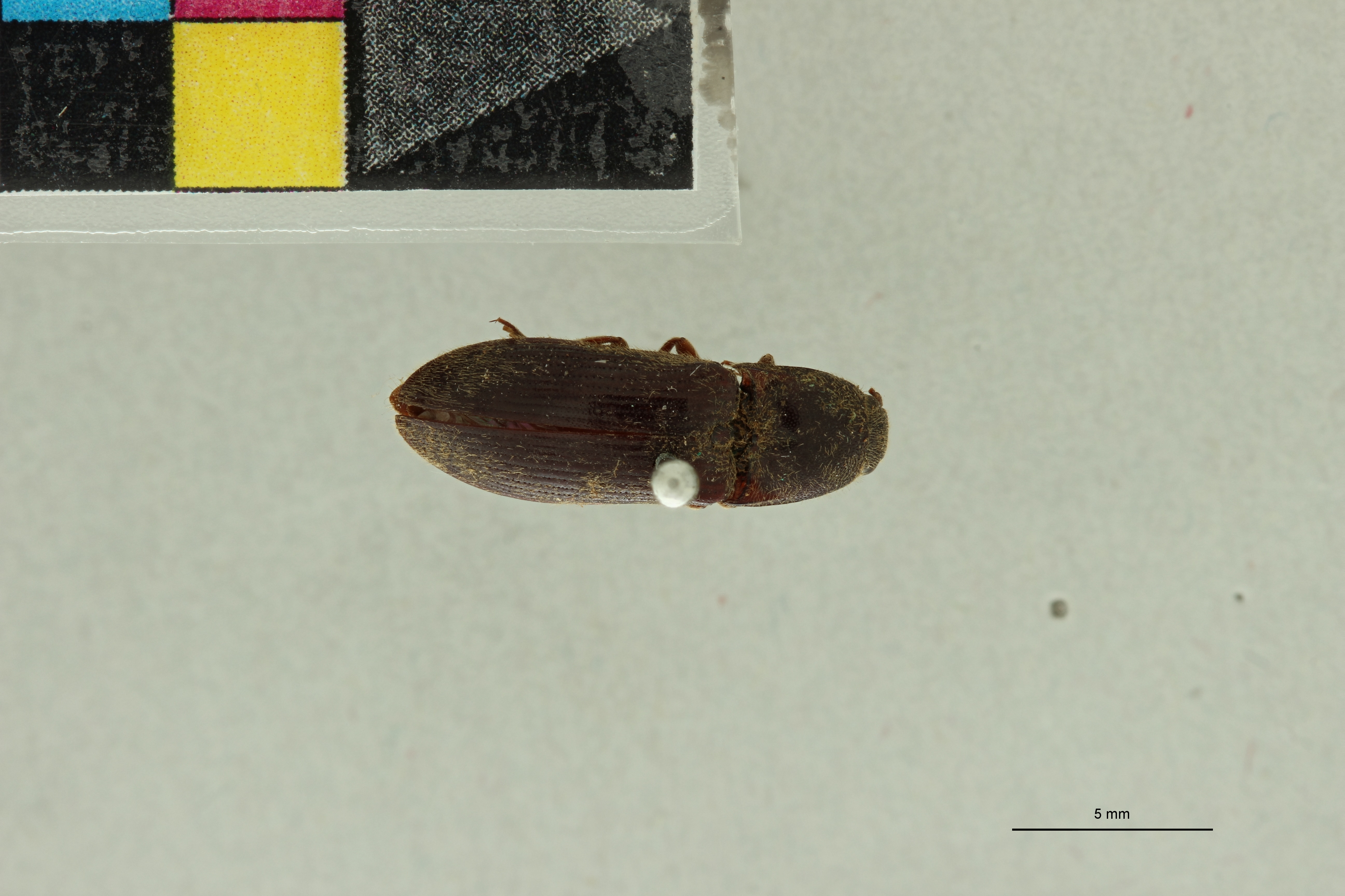 Propsephus orientalis T D.jpg