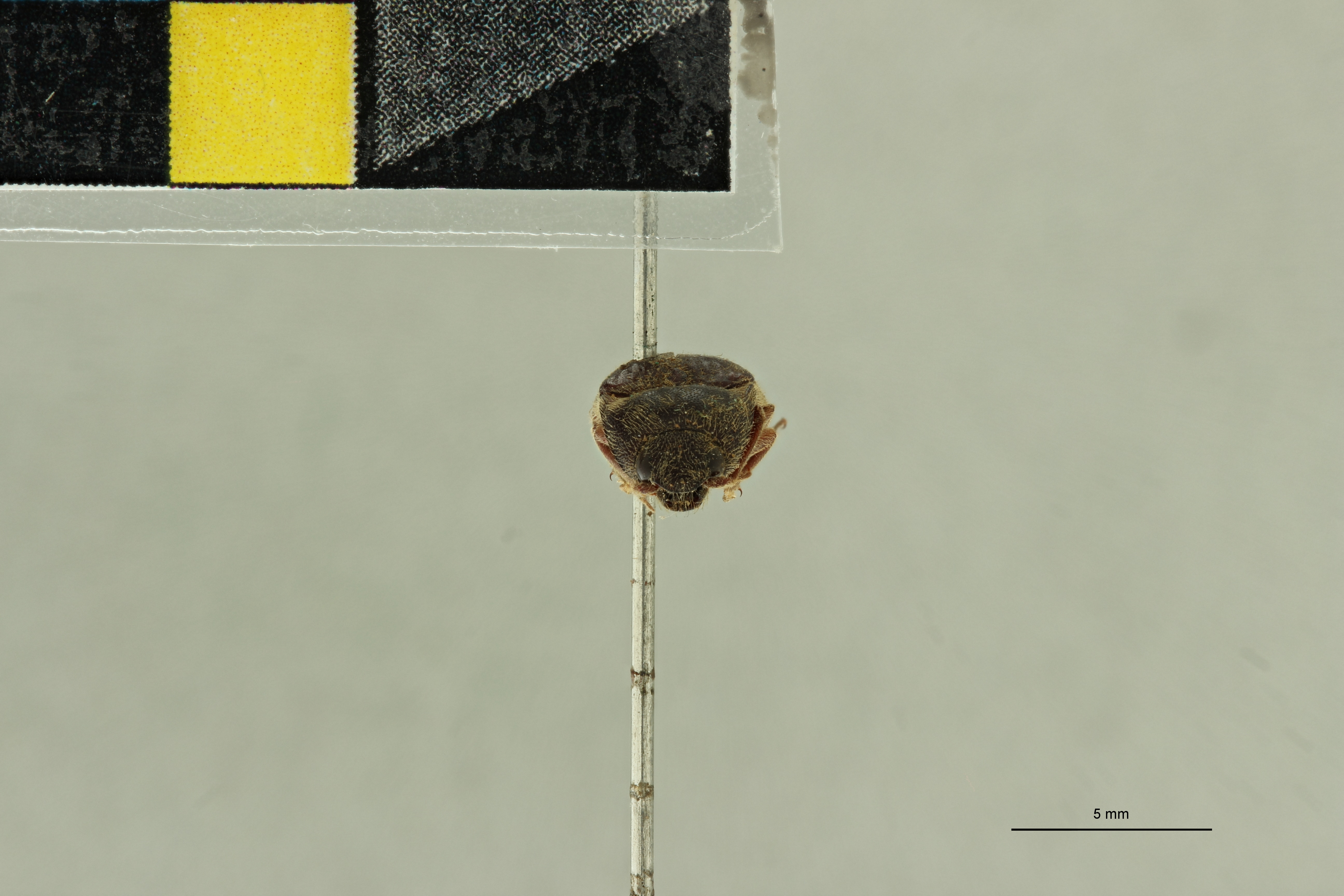 Propsephus orientalis T F.jpg