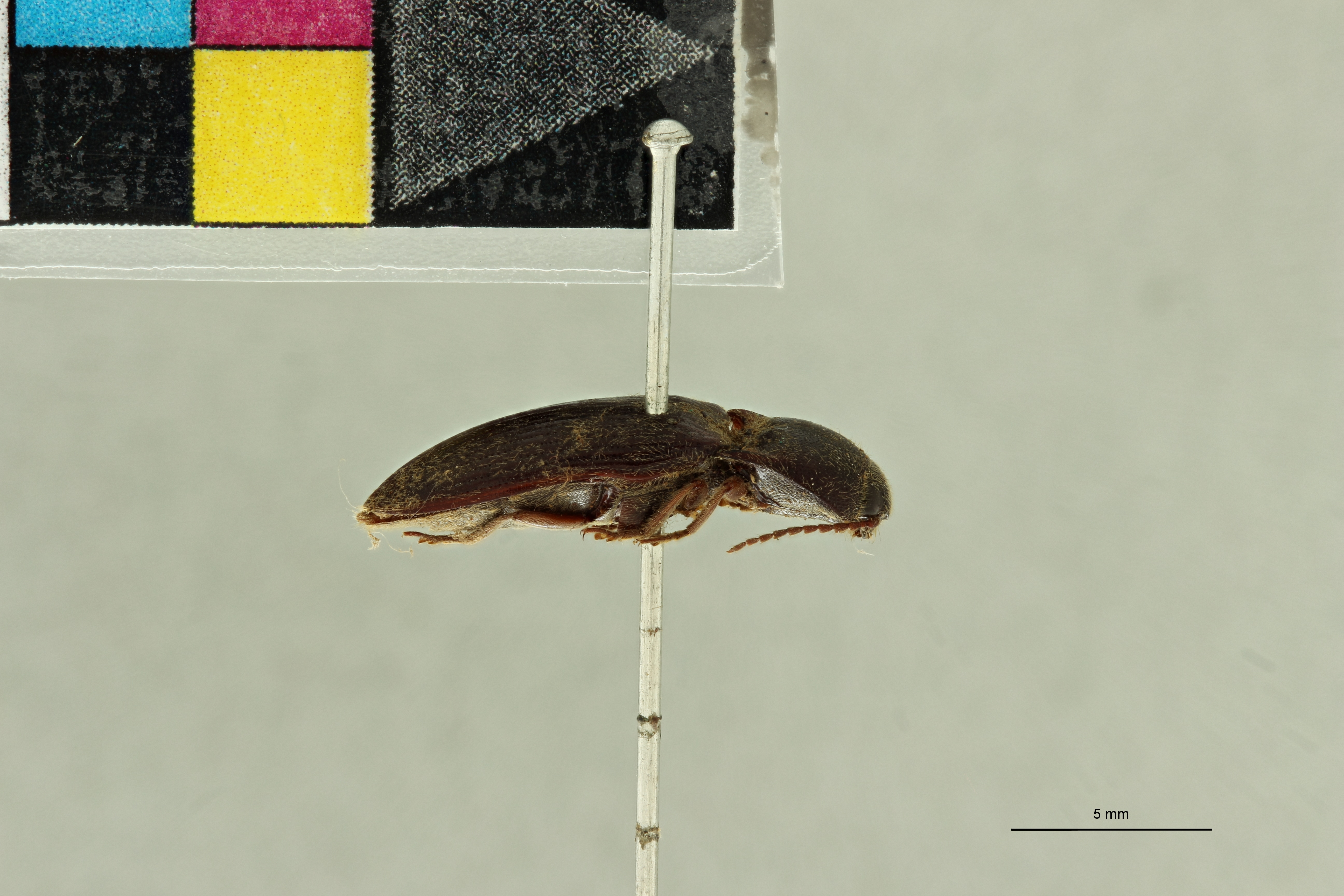 Propsephus orientalis T L.jpg