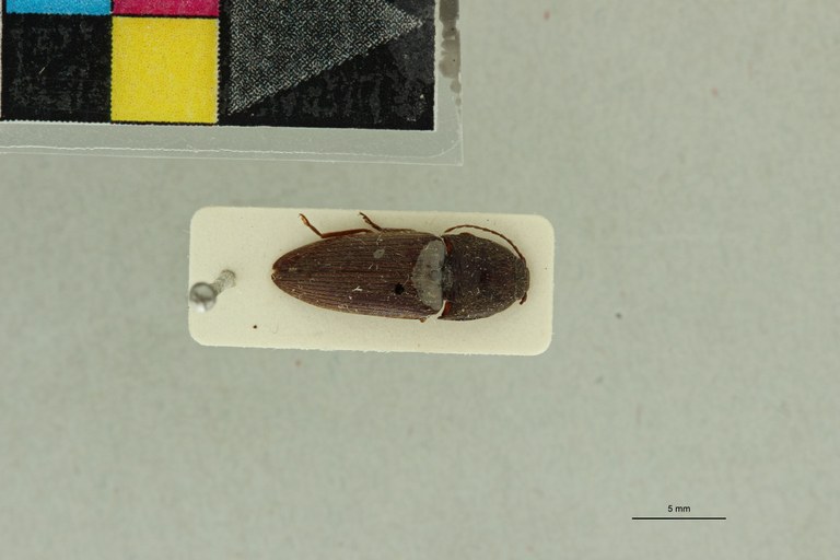 Propsephus ovatus F Plt D.jpg Propsephus ovatus F Plt D.jpg