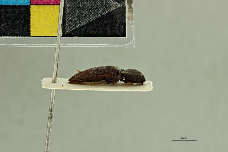 Propsephus ovatus F Plt L.jpg Propsephus ovatus F Plt L.jpg