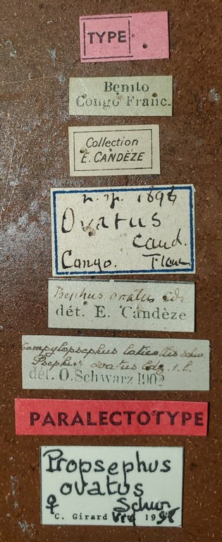 Propsephus ovatus F Plt Labels.jpg Propsephus ovatus F Plt Labels.jpg