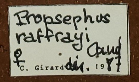 Propsephus raffrayi F Lt Labels Addendum.jpg Propsephus raffrayi F Lt Labels Addendum.jpg