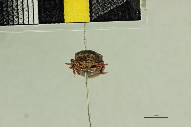 Propsephus raffrayi F Lt F.jpg Propsephus raffrayi F Lt F.jpg