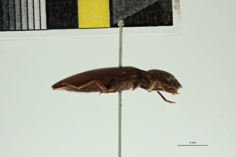 Propsephus raffrayi F Lt L.jpg Propsephus raffrayi F Lt L.jpg