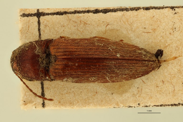 Propsephus rufinus D.jpg