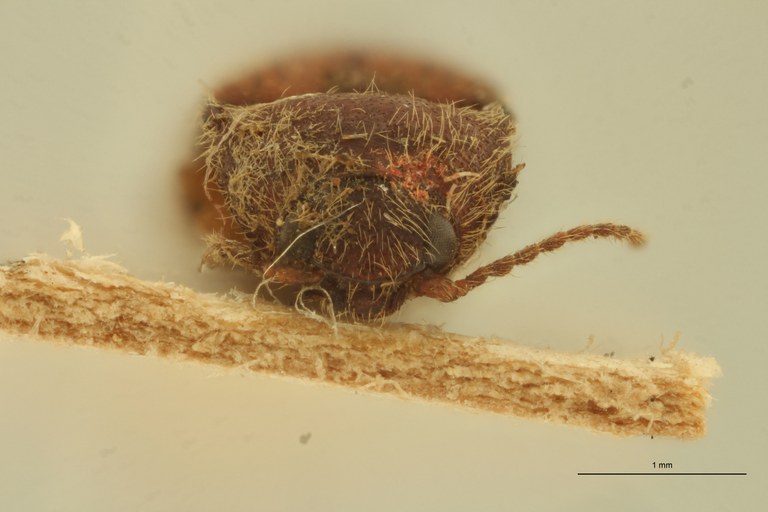 Propsephus rufinus F.jpg