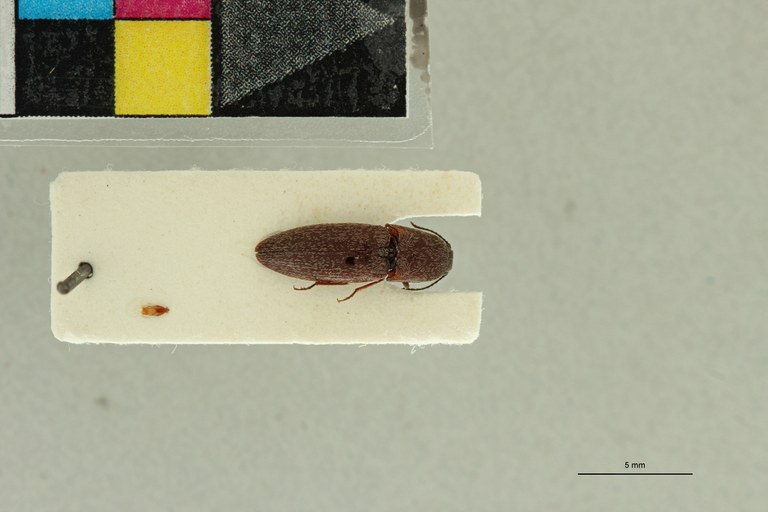 Propsephus seniculus M Plt D.jpg Propsephus seniculus M Plt D.jpg