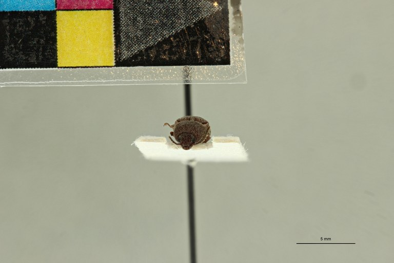 Propsephus seniculus M Plt F.jpg Propsephus seniculus M Plt F.jpg
