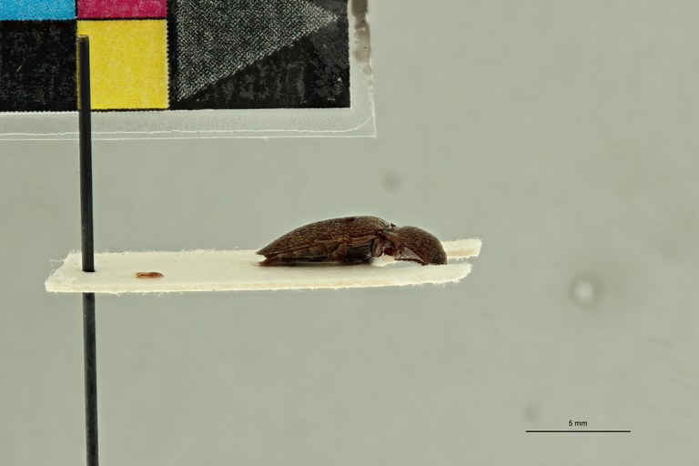 Propsephus seniculus M Plt L.jpg Propsephus seniculus M Plt L.jpg