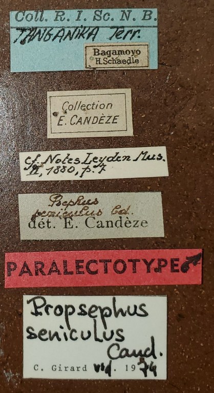 Propsephus seniculus M Plt Labels.jpg Propsephus seniculus M Plt Labels.jpg