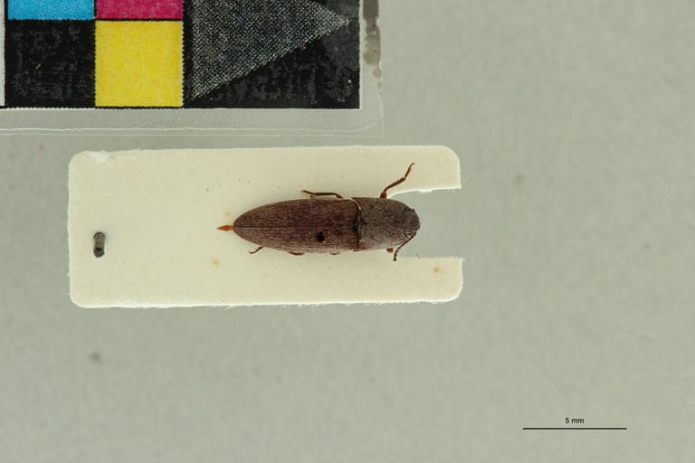 Propsephus seniculus F Plt D.jpg Propsephus seniculus F Plt D.jpg