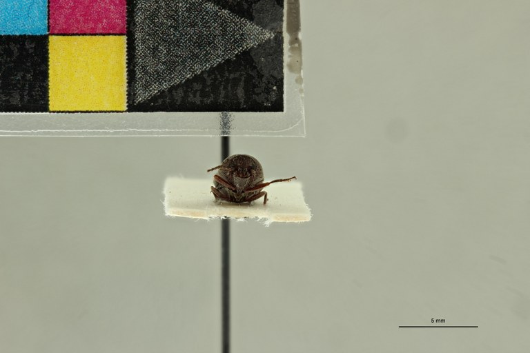 Propsephus seniculus F Plt F.jpg Propsephus seniculus F Plt F.jpg