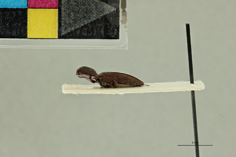 Propsephus seniculus F Plt L.jpg Propsephus seniculus F Plt L.jpg