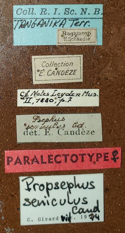 Propsephus seniculus F Plt Labels.jpg Propsephus seniculus F Plt Labels.jpg