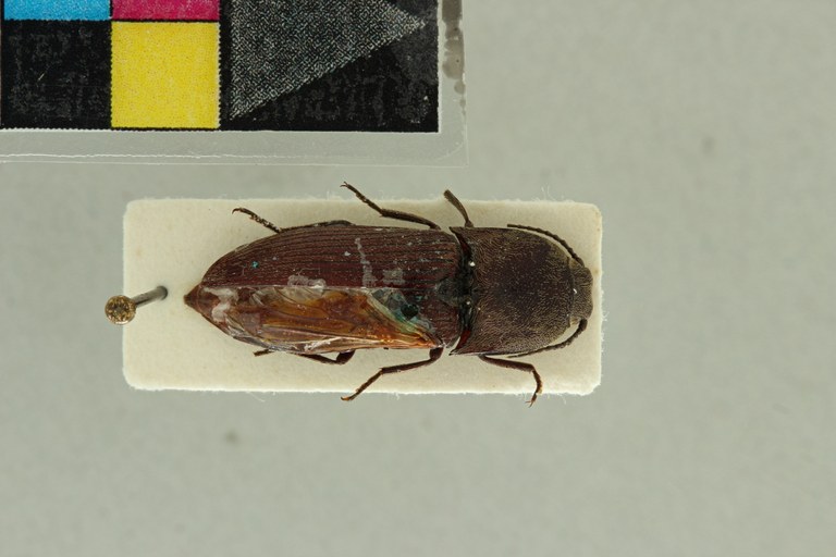 Propsephus solidus F Lt D.jpg Propsephus solidus F Lt D.jpg