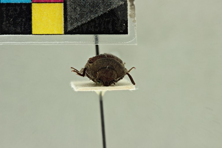 Propsephus solidus F Lt F.jpg Propsephus solidus F Lt F.jpg