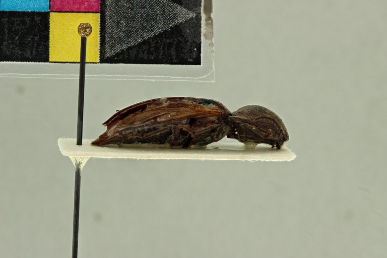 Propsephus solidus F Lt L.jpg Propsephus solidus F Lt L.jpg