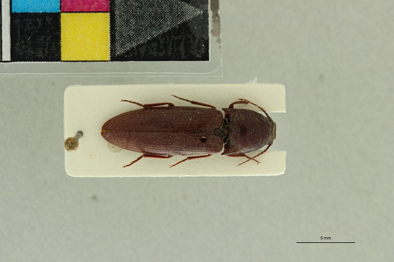 Propsephus somalius F Lt D.jpg Propsephus somalius F Lt D.jpg
