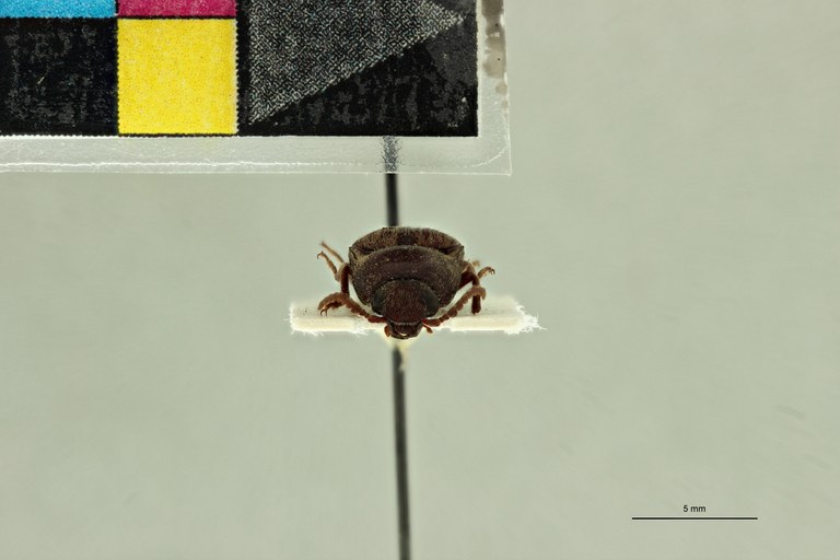 Propsephus somalius F Lt F.jpg Propsephus somalius F Lt F.jpg