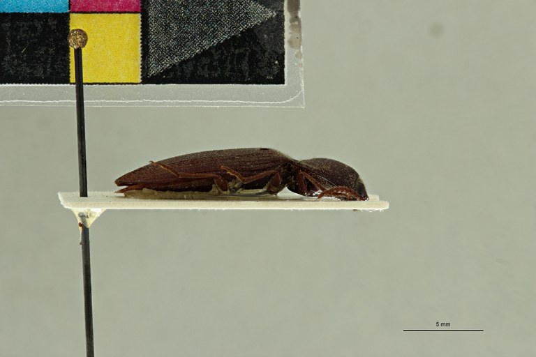 Propsephus somalius F Lt L.jpg Propsephus somalius F Lt L.jpg