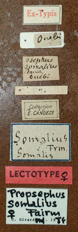Propsephus somalius F Lt Labels.jpg Propsephus somalius F Lt Labels.jpg
