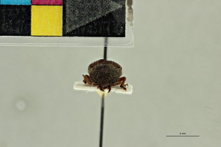 Propsephus stanleyi F Lt F.jpg Propsephus stanleyi F Lt F.jpg