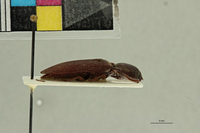 Propsephus stanleyi F Lt L.jpg Propsephus stanleyi F Lt L.jpg