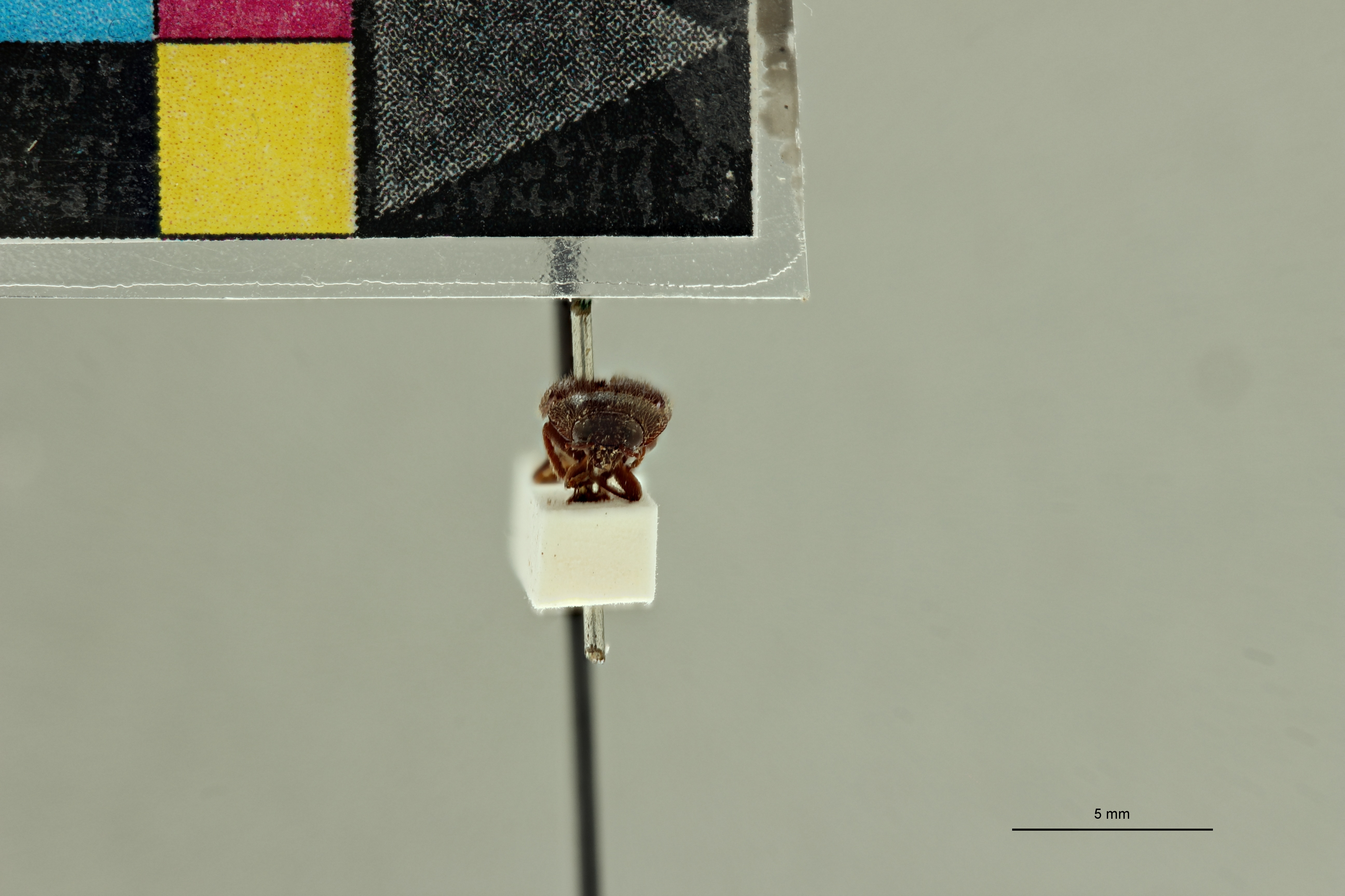 Propsephus tongaensis Lt F.jpg