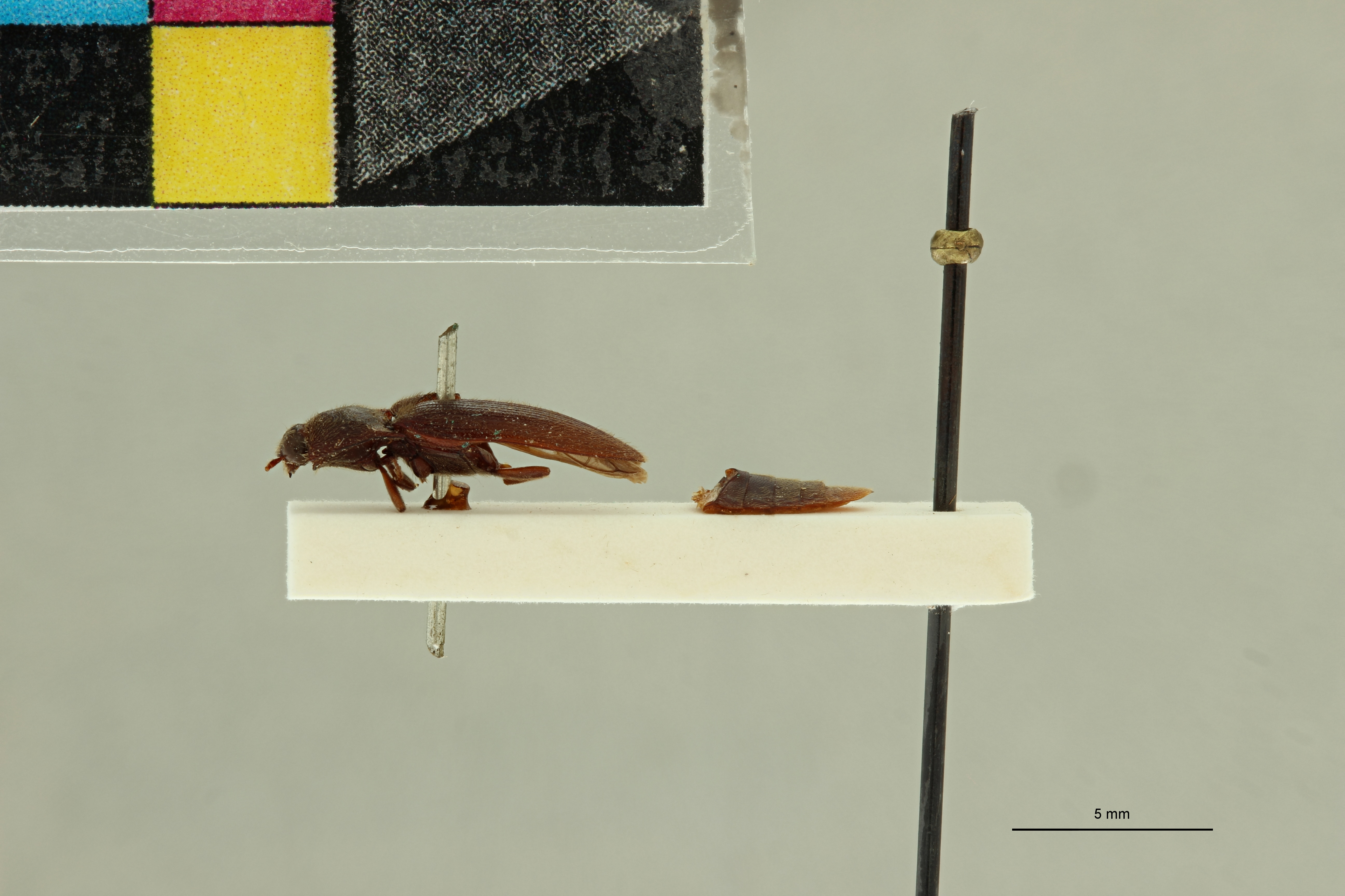 Propsephus tongaensis Lt L.jpg