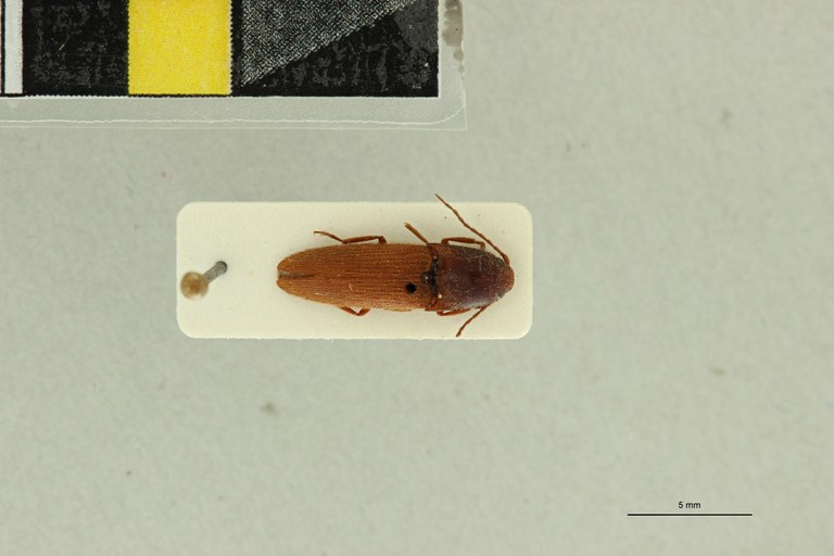 Propsephus umbilicatus F Plt D.jpg Propsephus umbilicatus F Plt D.jpg