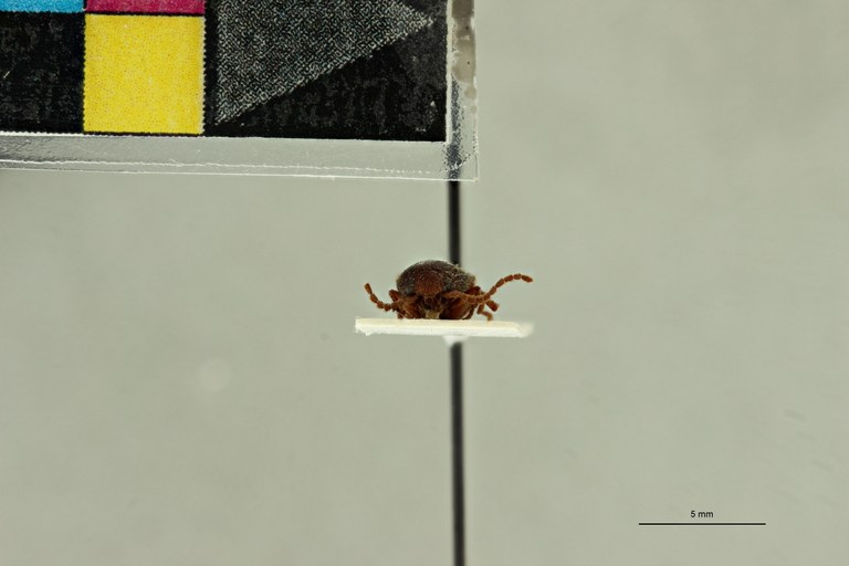 Propsephus umbilicatus F Plt F.jpg Propsephus umbilicatus F Plt F.jpg