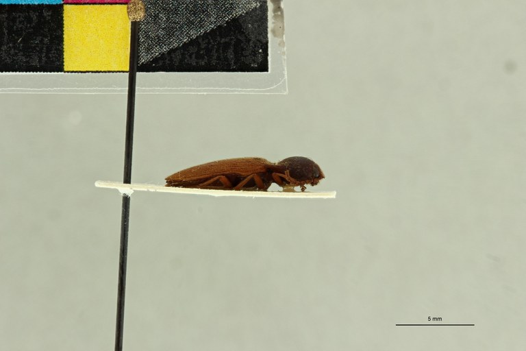 Propsephus umbilicatus F Plt L.jpg Propsephus umbilicatus F Plt L.jpg
