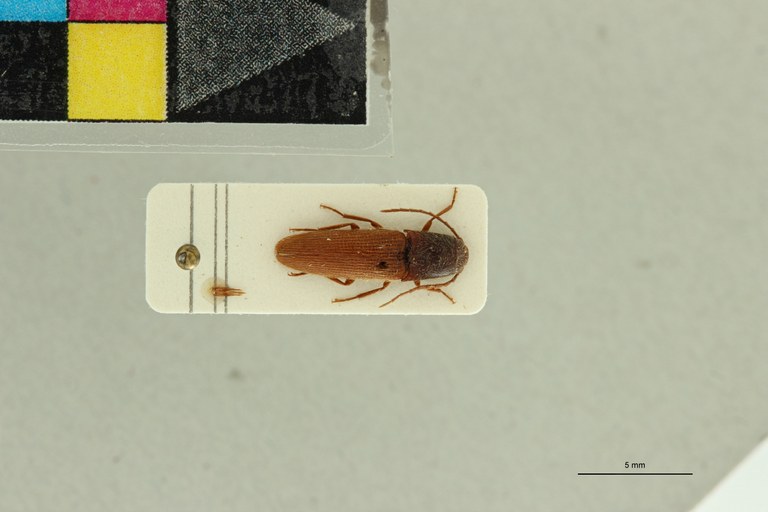 Propsephus umbilicatus M Lt D.jpg Propsephus umbilicatus M Lt D.jpg