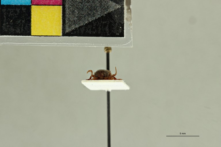 Propsephus umbilicatus M Lt F.jpg Propsephus umbilicatus M Lt F.jpg