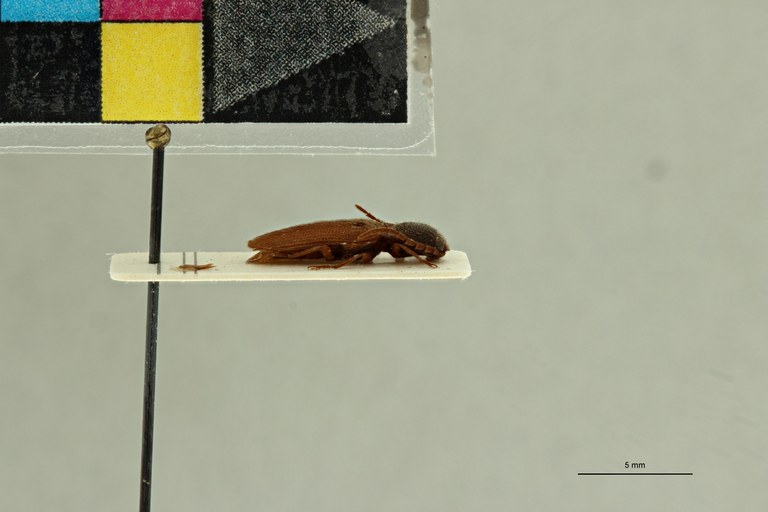 Propsephus umbilicatus M Lt L.jpg Propsephus umbilicatus M Lt L.jpg
