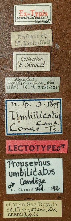 Propsephus umbilicatus M Lt Labels.jpg Propsephus umbilicatus M Lt Labels.jpg