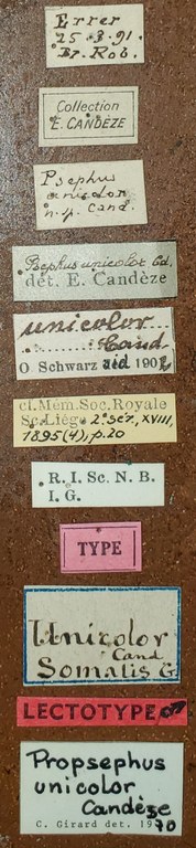 Propsephus unicolor M Lt Labels.jpg Propsephus unicolor M Lt Labels.jpg