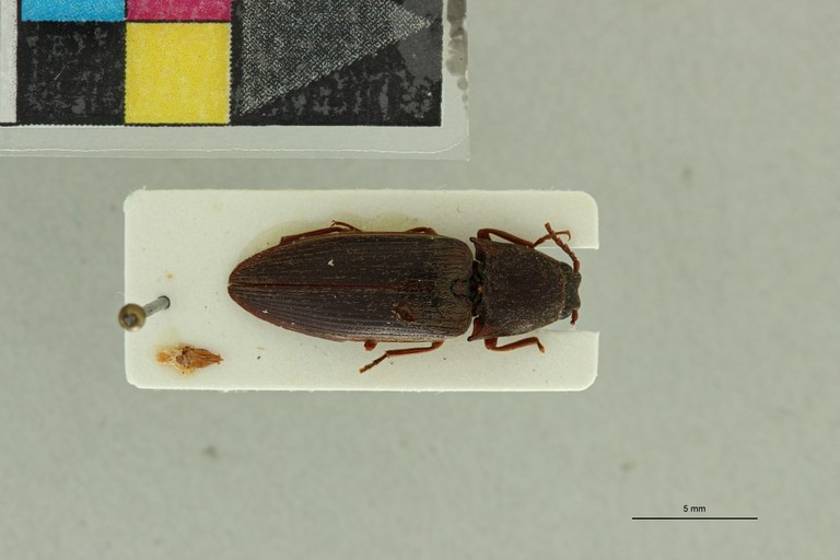 Propsephus valens M Lt D.jpg Propsephus valens M Lt D.jpg